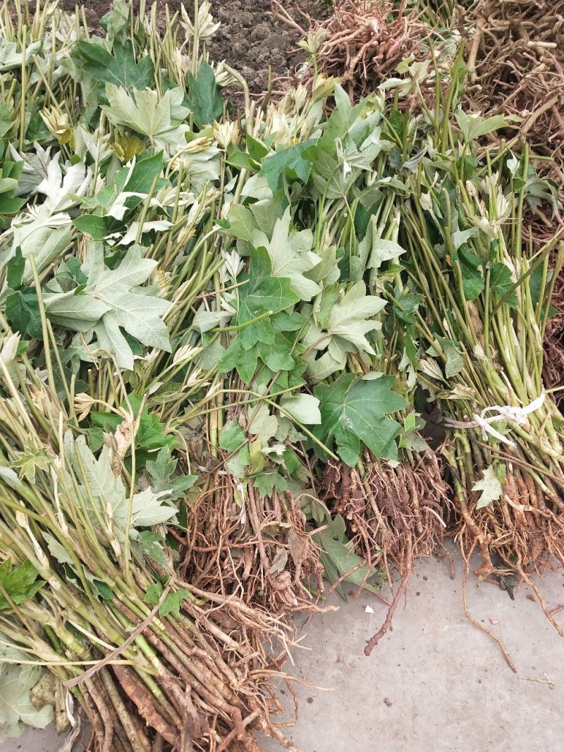 常年大量收购通草，出售通草苗