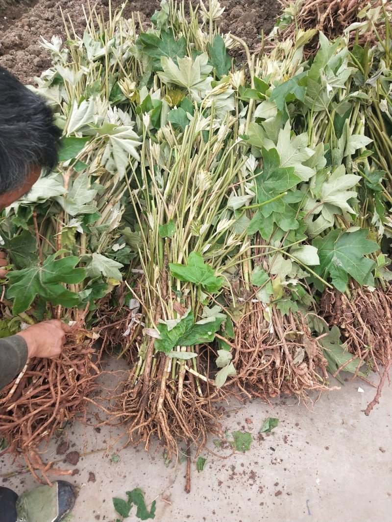 常年大量收购通草，出售通草苗