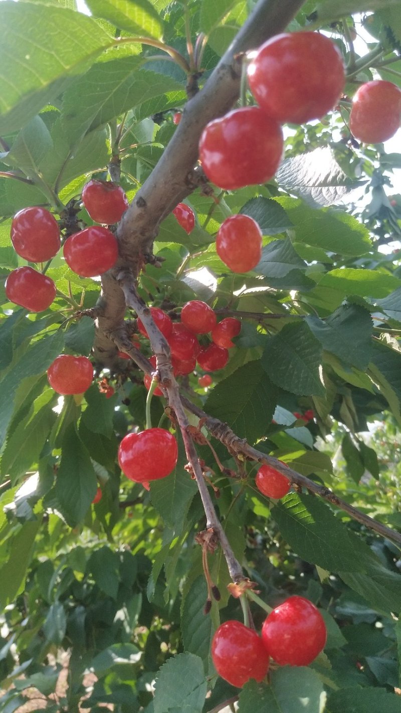 樱桃，樱珠，〖美早，水晶，大紫，红灯，乌克兰〗