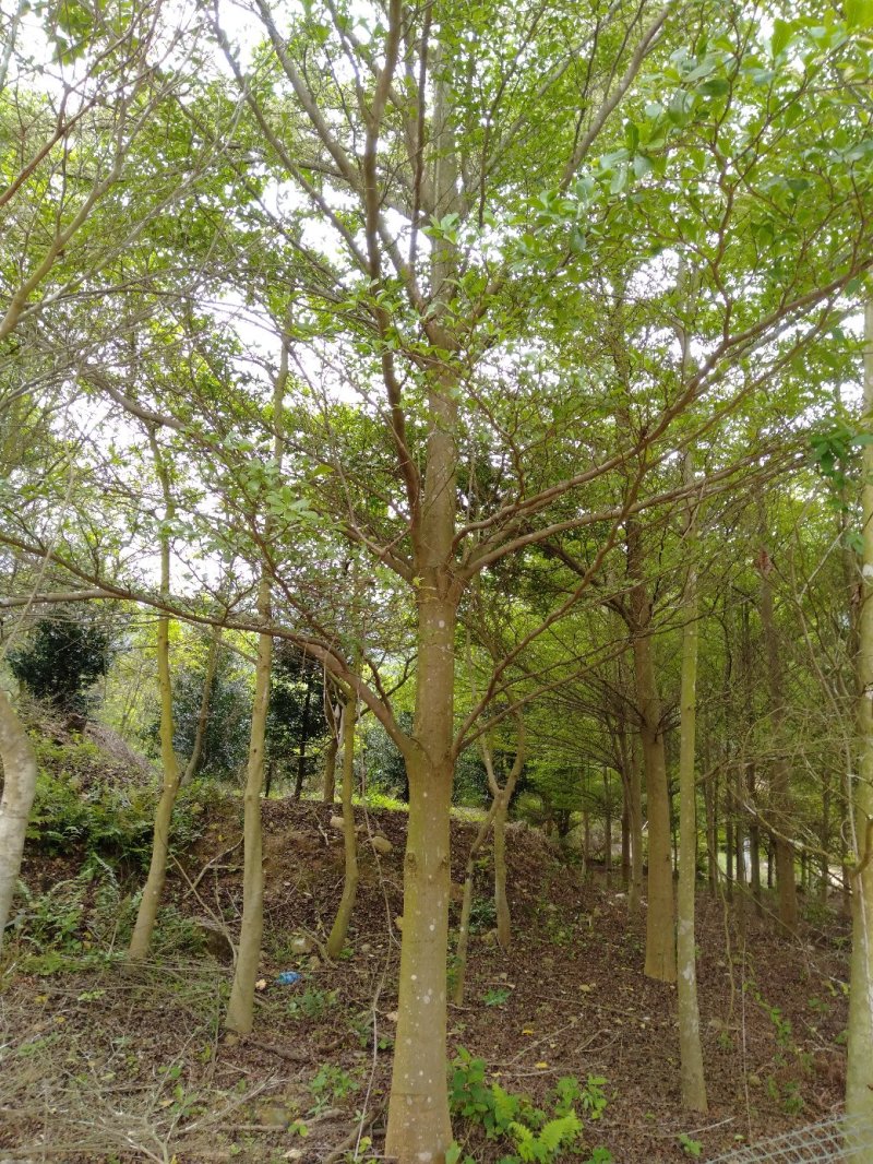 13至15分榄仁树