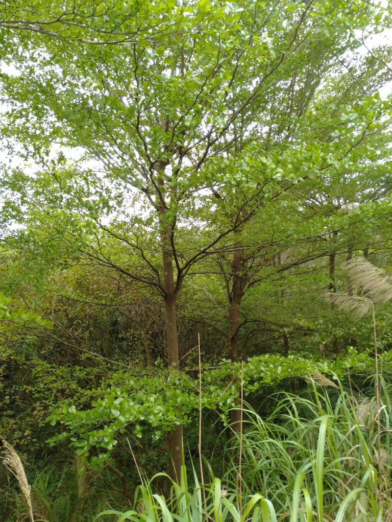 13至15分榄仁树