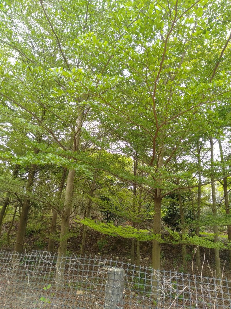 13至15分榄仁树