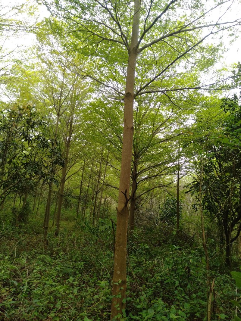 13至15分榄仁树