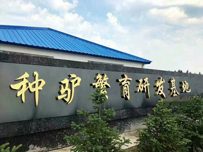 德州驴，德州驴种驴，怀孕母驴