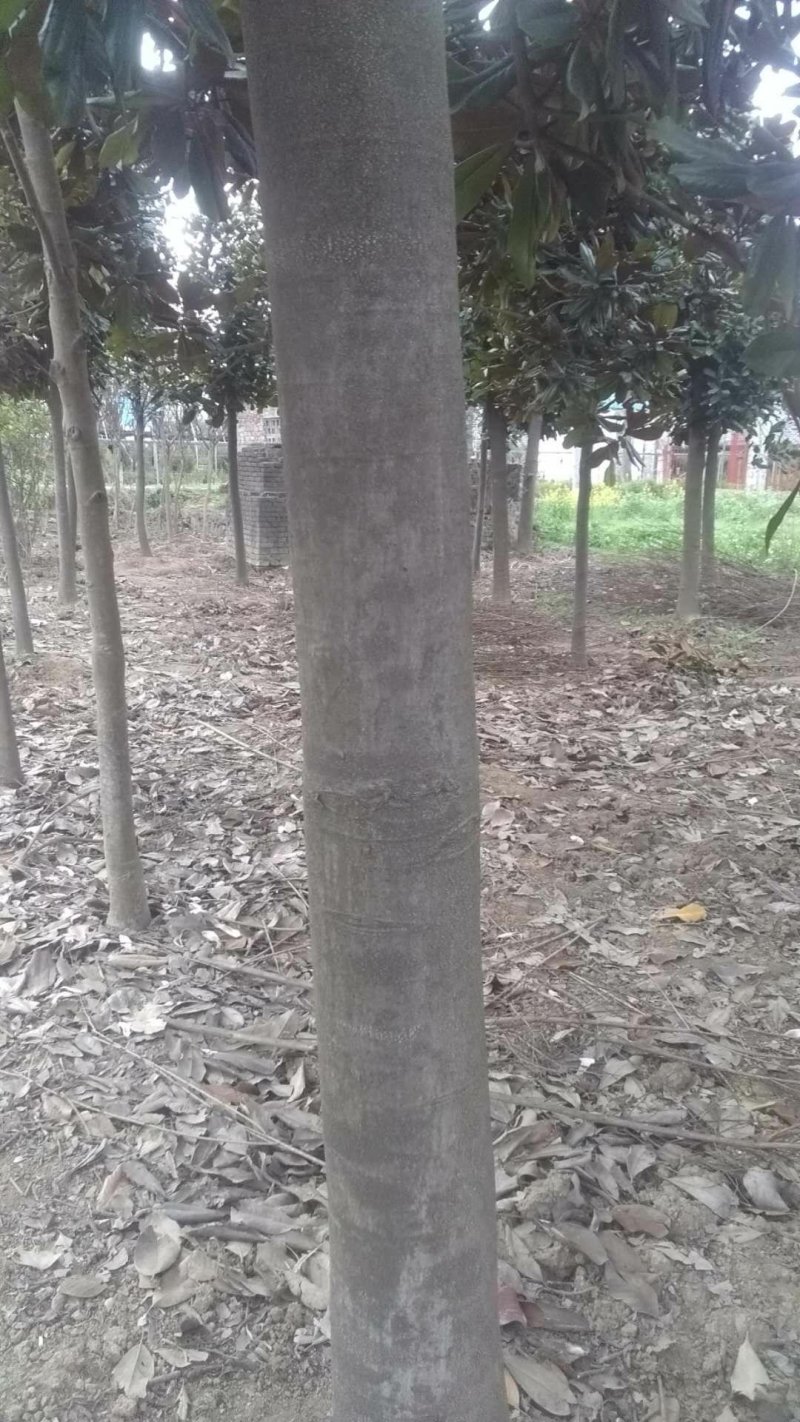出售精品红叶石楠