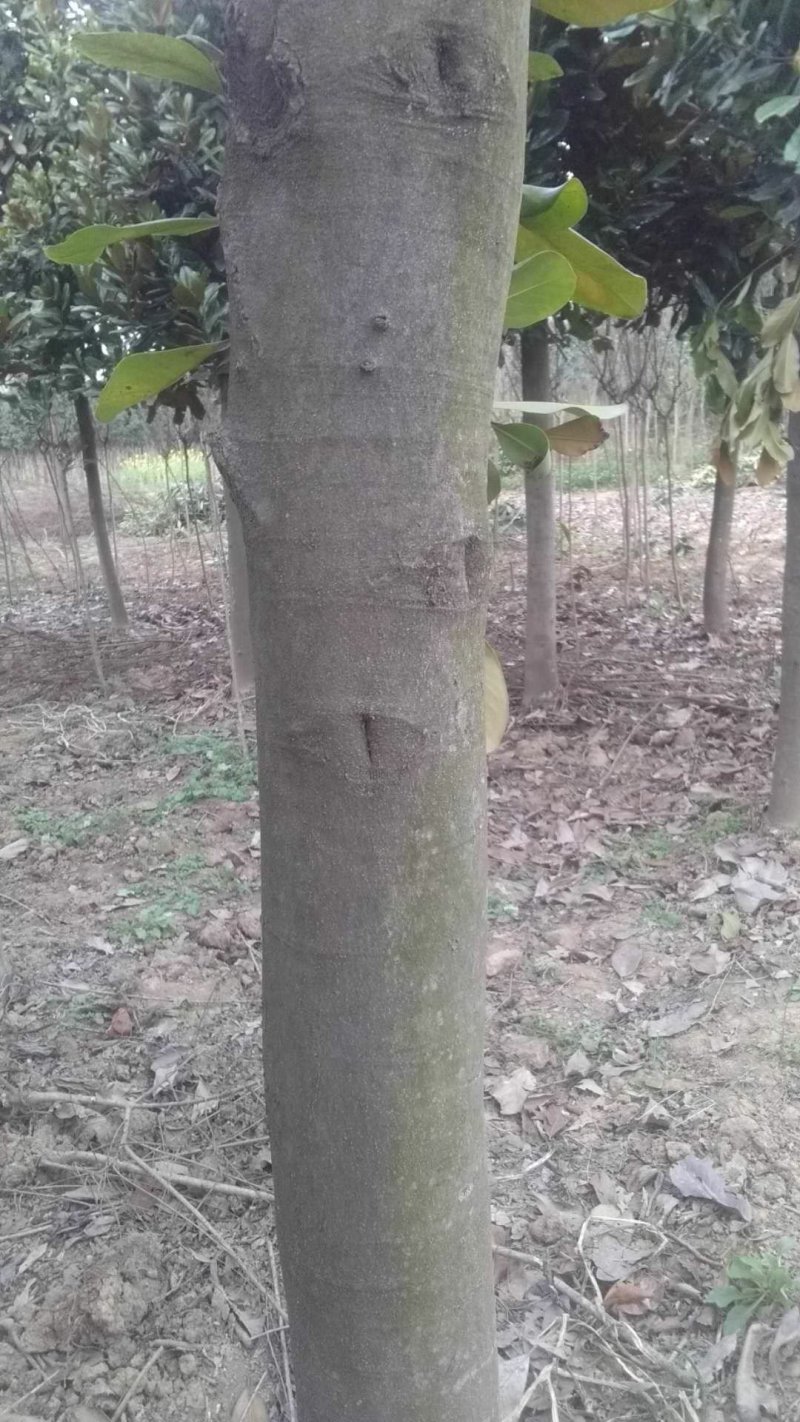 出售精品红叶石楠