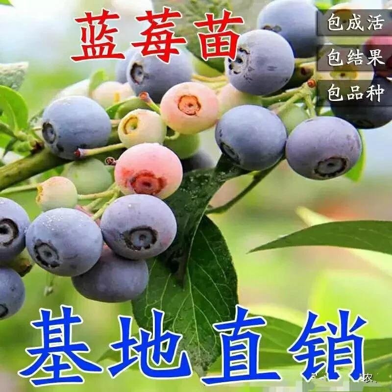 蓝莓苗，真正组培苗根系发达，成活率高！