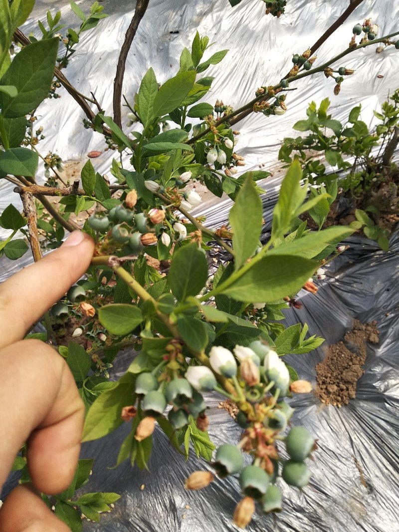 绿宝石蓝莓组培苗，根系发达，成活率高