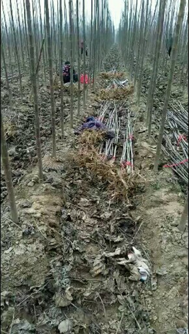 楸树梓树。各种规格都有。长期合作