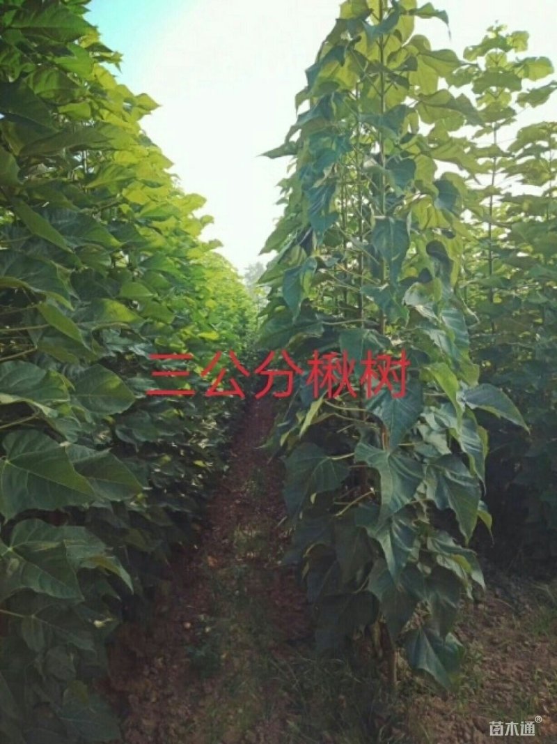 楸树梓树。各种规格都有。长期合作