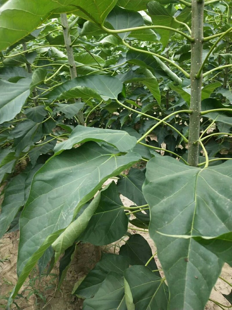 楸树梓树。各种规格都有。长期合作