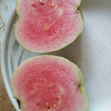 红宝石芭乐苗红心番石榴嫁接
