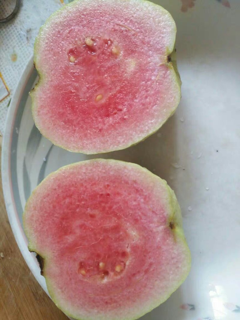 红宝石芭乐苗红心番石榴嫁接