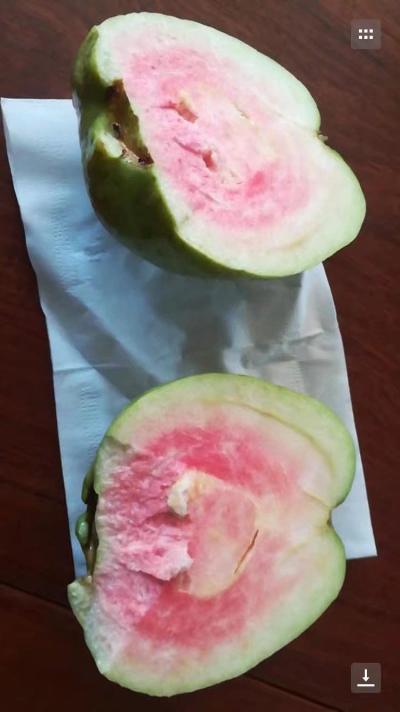 红宝石芭乐苗红心番石榴嫁接