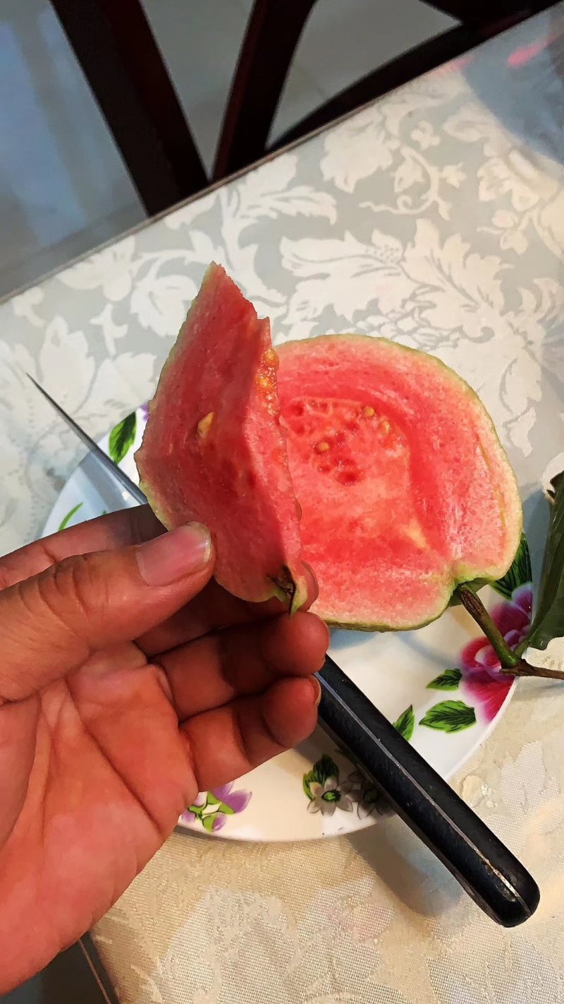 红宝石芭乐苗红心番石榴嫁接