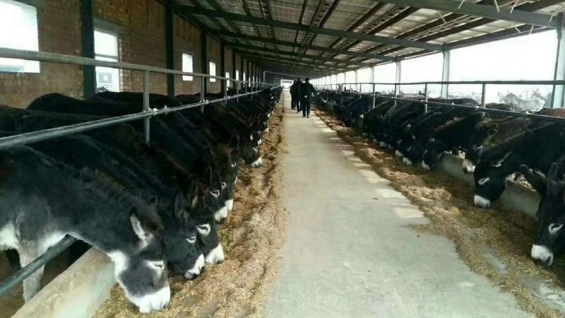 肉驴肉驴价格20元一斤商品驴680斤纯利润5000元