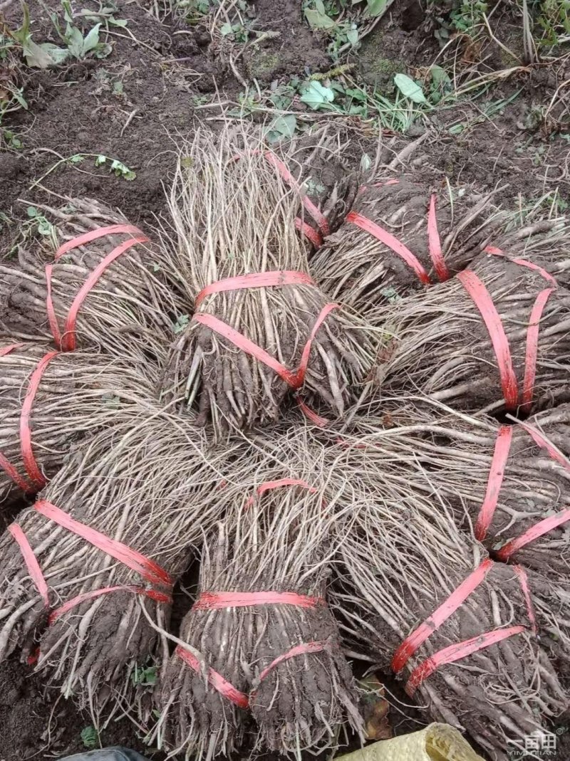 当归苗当归（出苔率低）产地一手货源