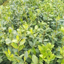 油茶苗