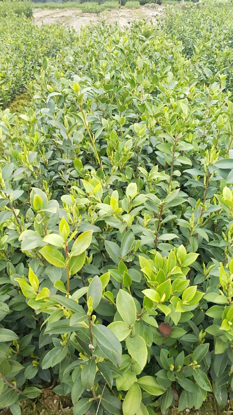 油茶苗