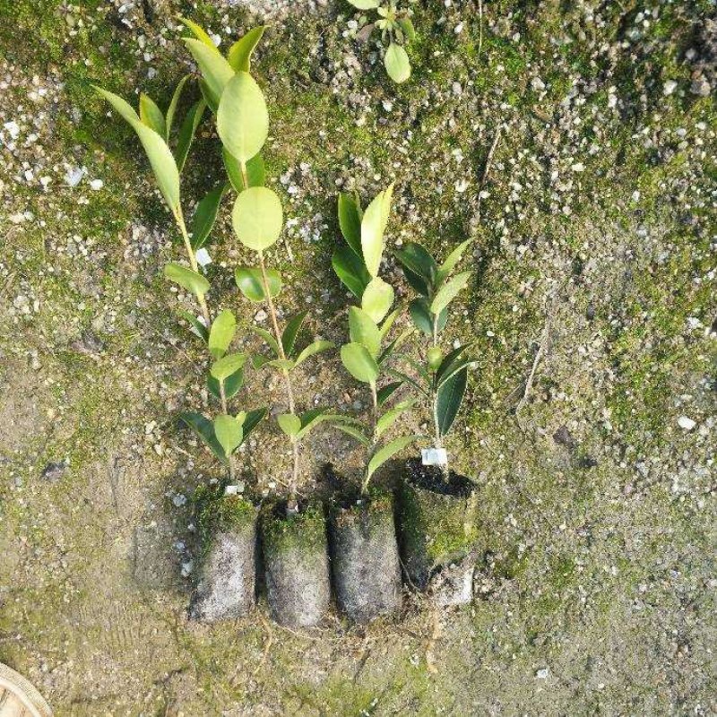 油茶苗
