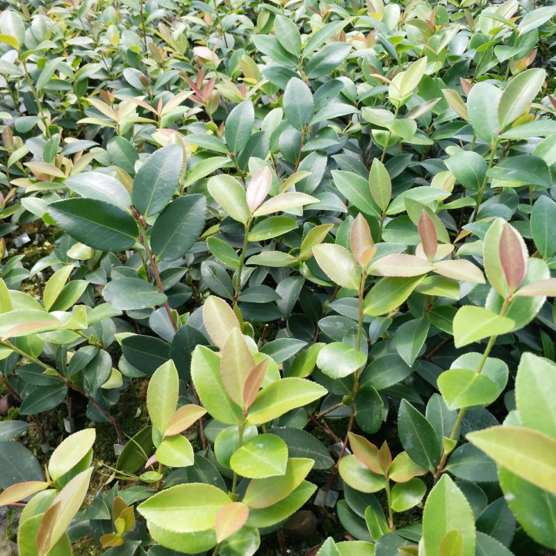 油茶苗