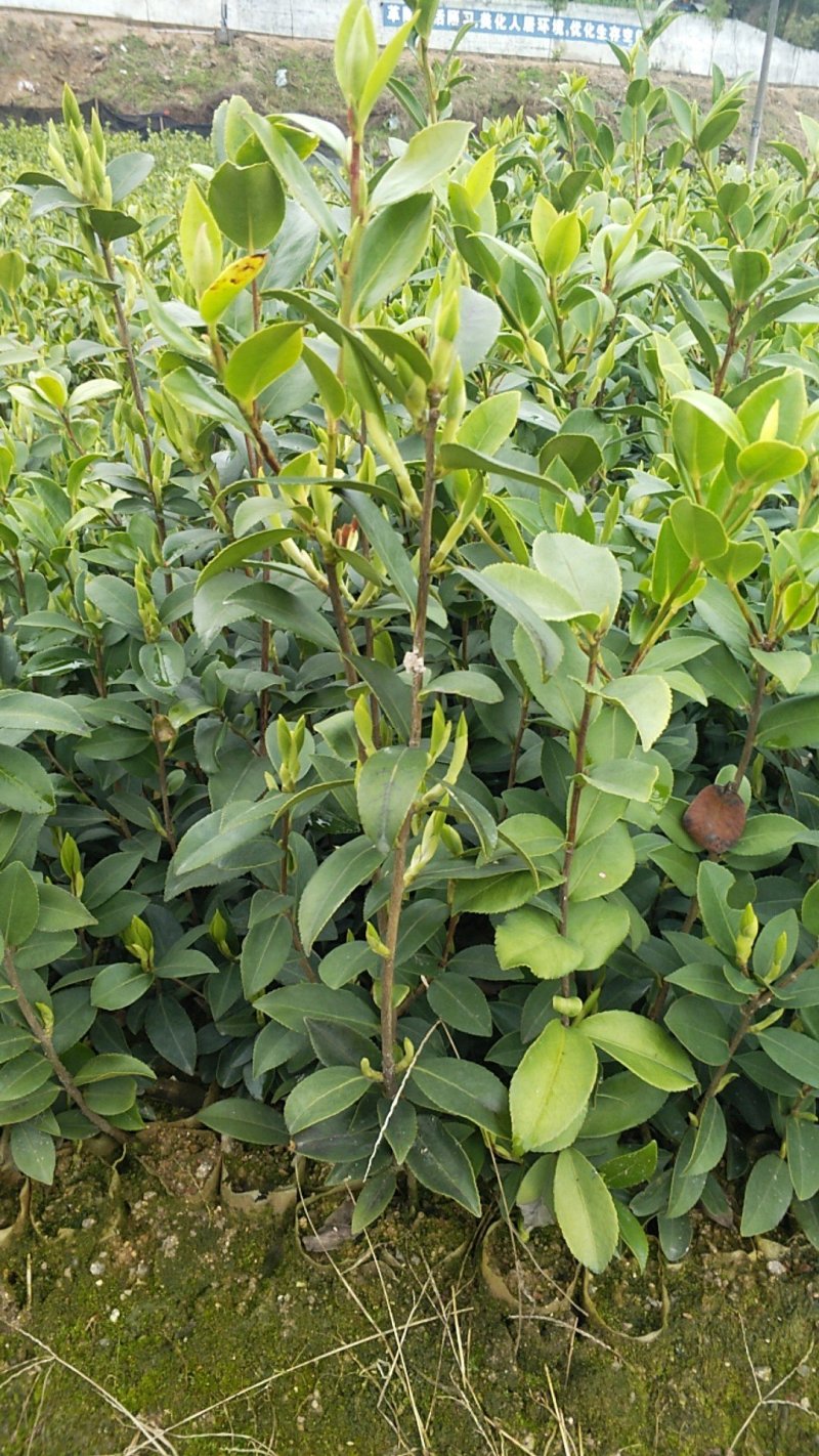 油茶苗