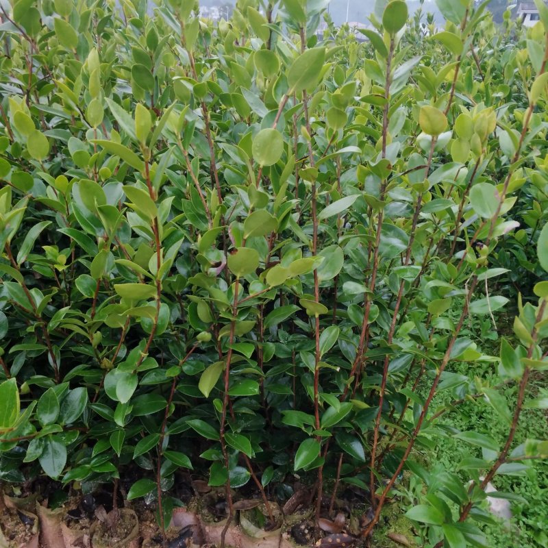 油茶苗