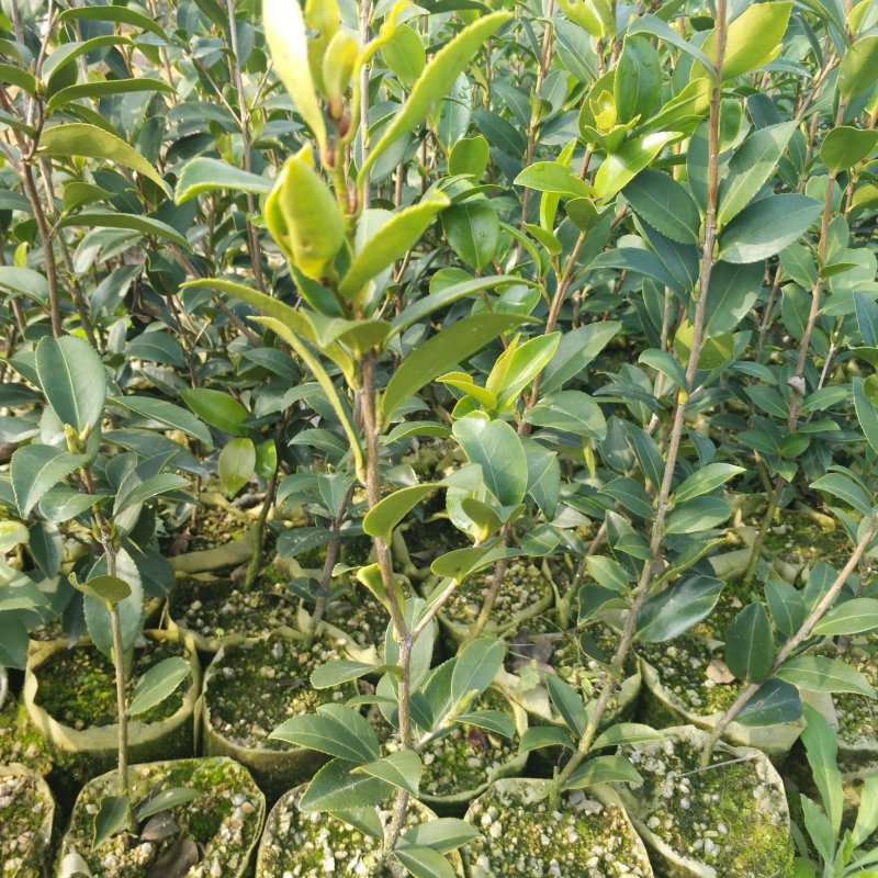 油茶苗
