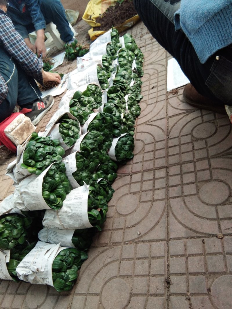 君子兰苗