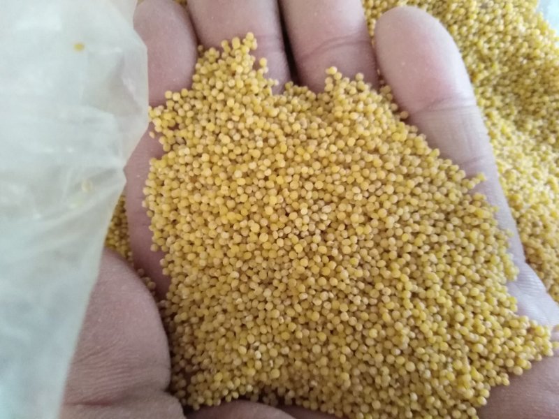 青石山小米