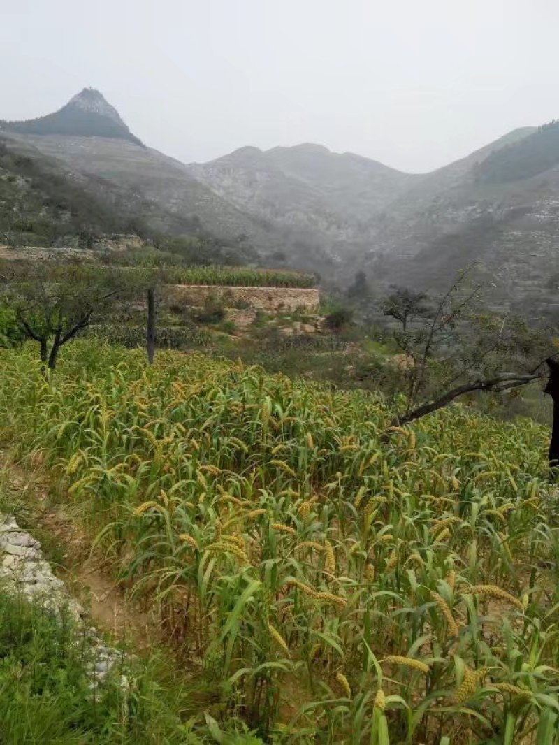 青石山小米