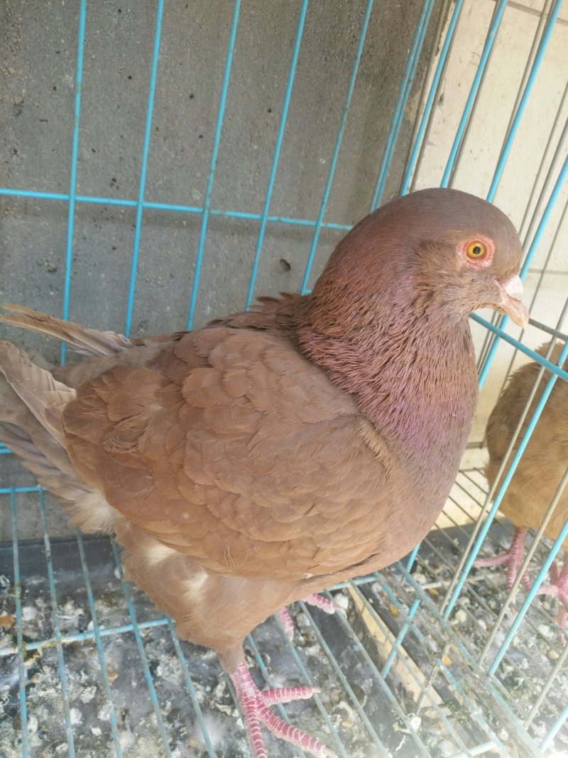 特大元宝鸽热销中包邮包活包健康线上交易安全有保障