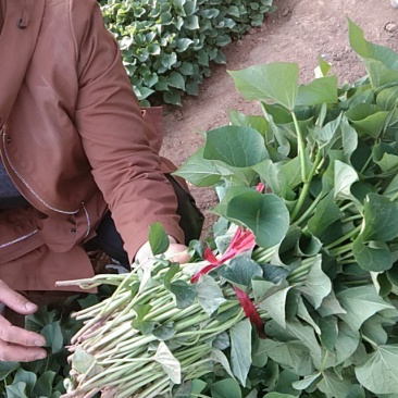 红薯苗有需要的联系我！谢谢大家
