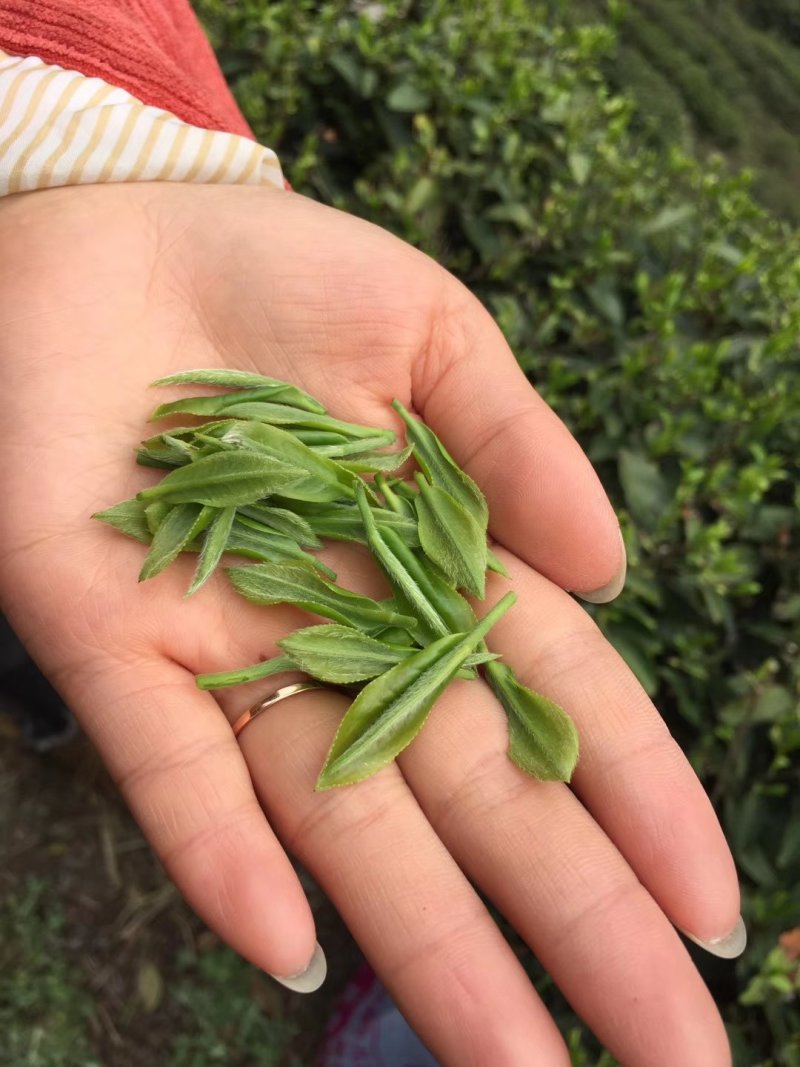 茶叶