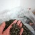 茶叶
