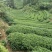 茶叶