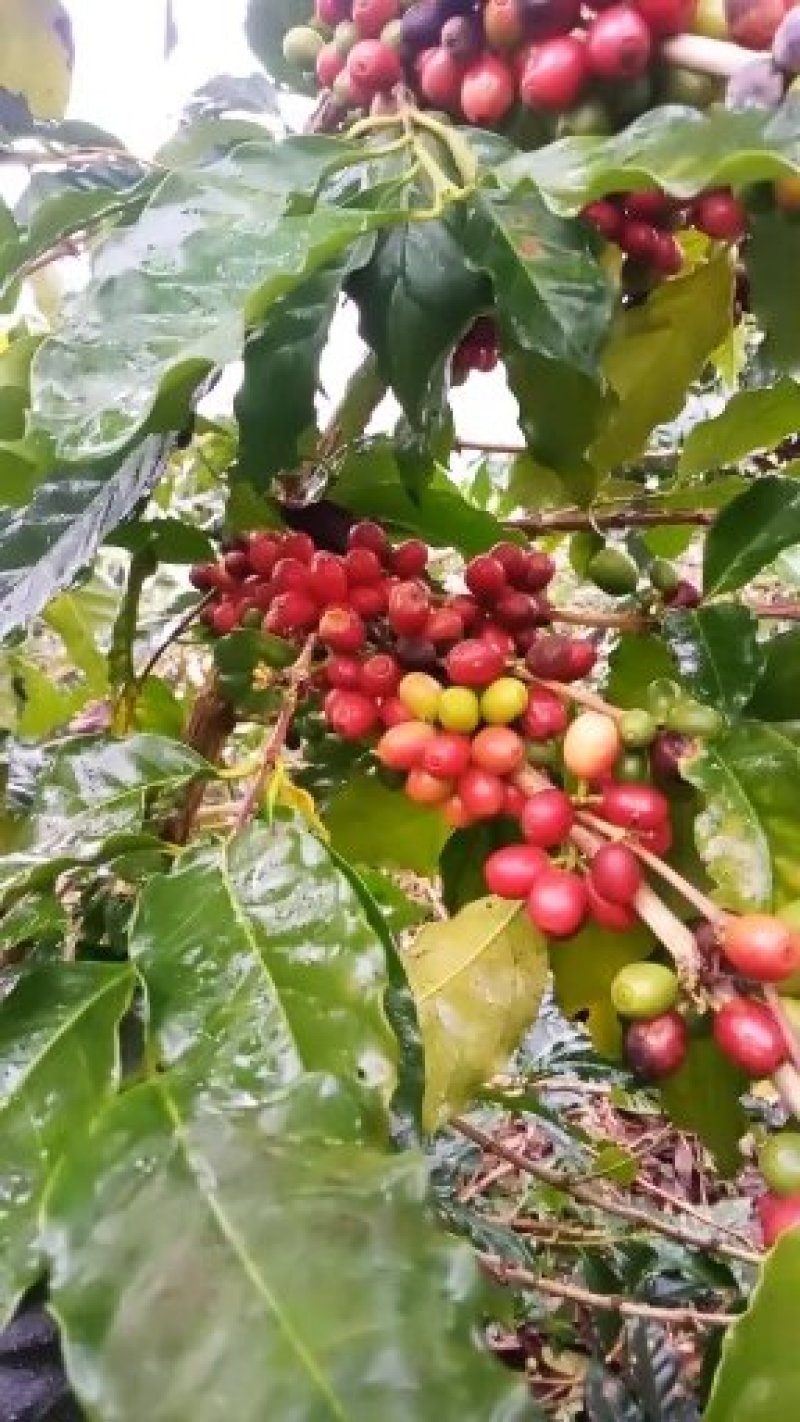 云南小粒咖啡烘培干豆，纯天然加工，无添加任何事添加济，