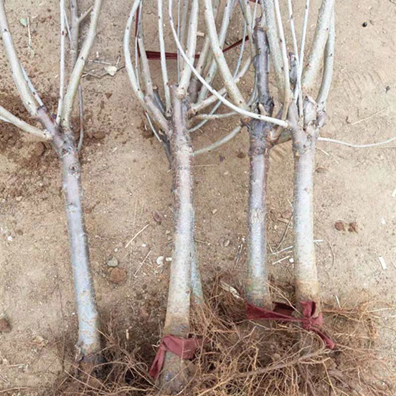 樱桃苗嫁接黄蜜大樱桃苗南方种植北方种植盆栽