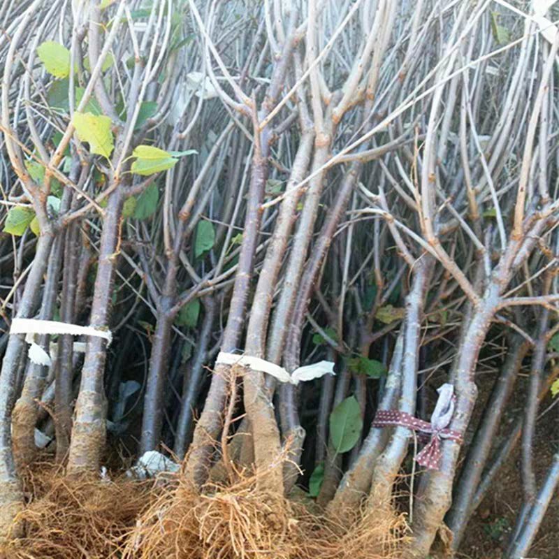 樱桃苗嫁接黄蜜大樱桃苗南方种植北方种植盆栽