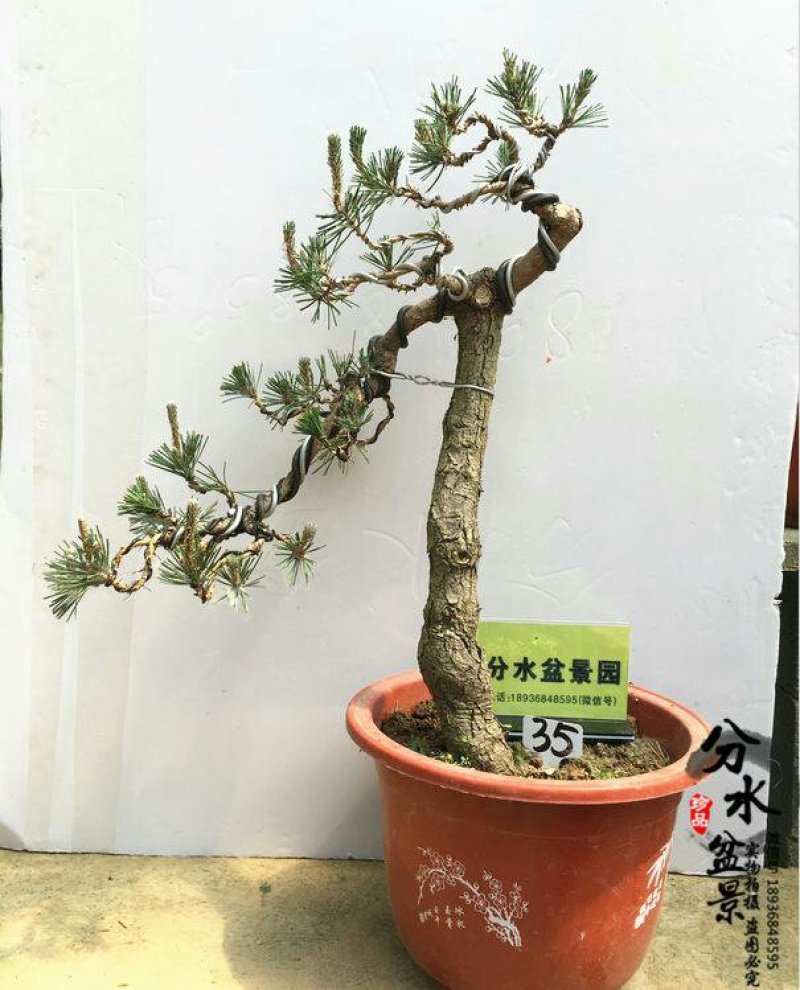 造型黑松盆景树