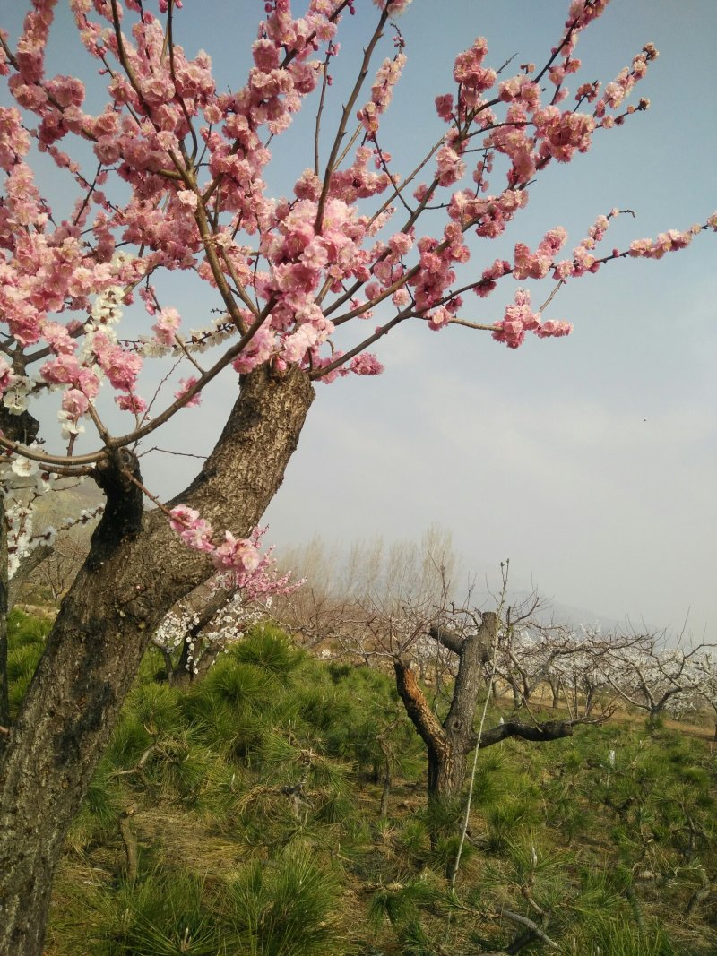 造型黑松盆景树
