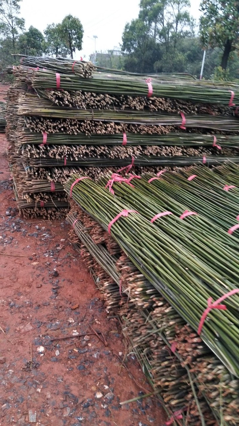 火龙果撑，豆角黄瓜架，西红柿架，山药架等各种菜架竹