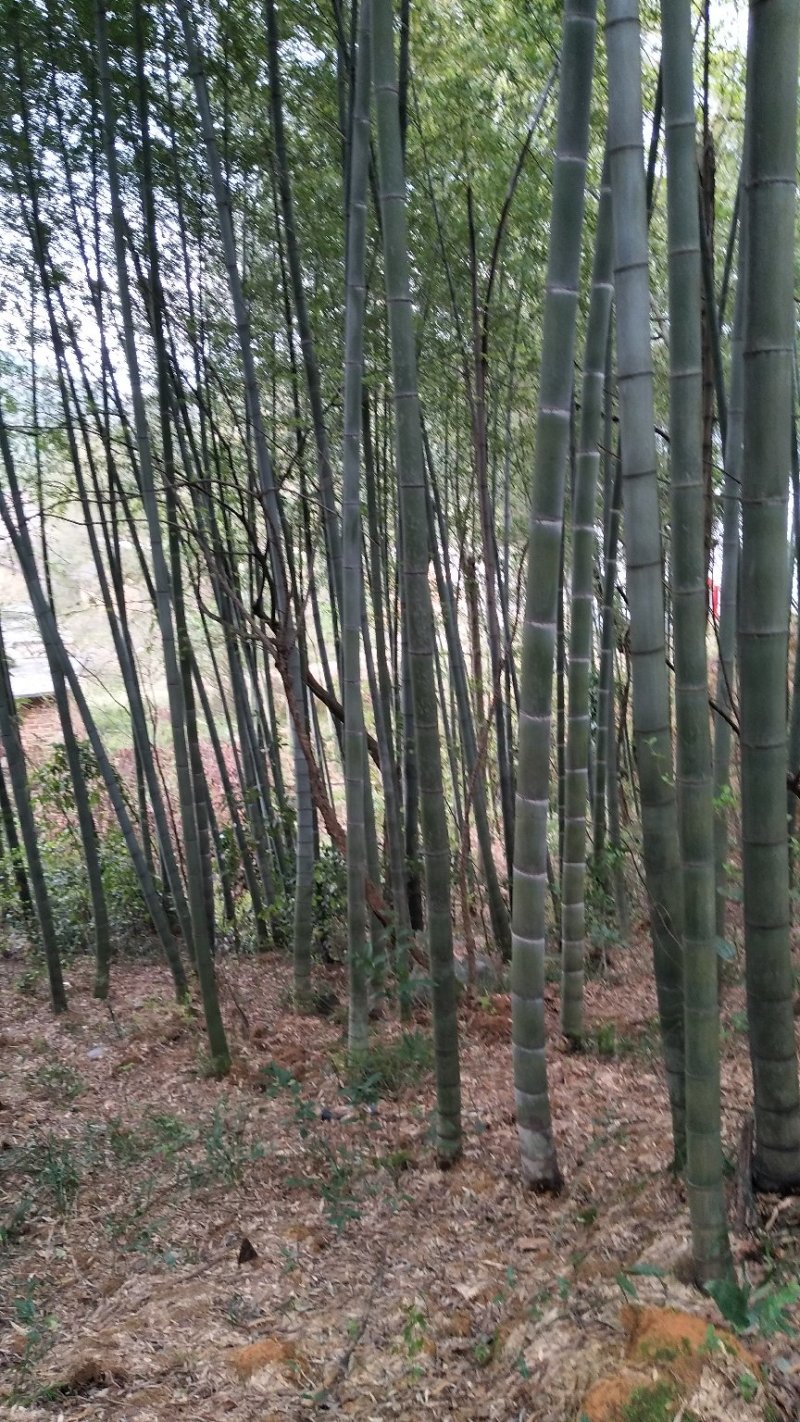 火龙果撑，豆角黄瓜架，西红柿架，山药架等各种菜架竹