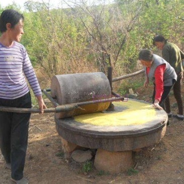 今年新小米农家黄小米大量上市好吃不贵