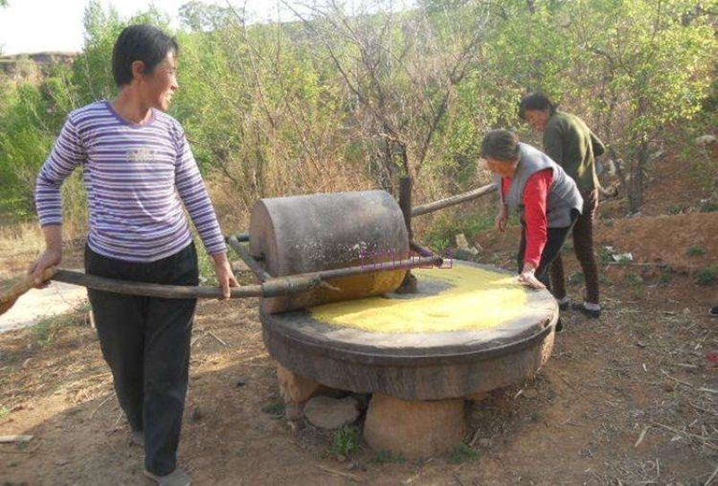 今年新小米农家黄小米大量上市好吃不贵