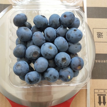 青岛地区头茬大果蓝莓口感脆甜爽口个大饱满