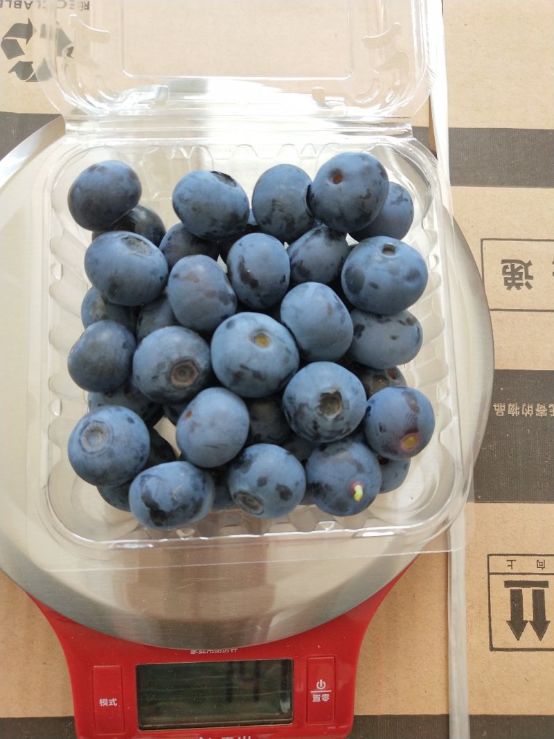 青岛地区头茬大果蓝莓口感脆甜爽口个大饱满