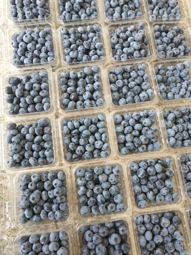 青岛地区头茬大果蓝莓口感脆甜爽口个大饱满