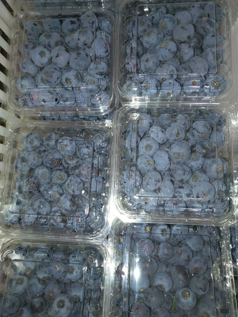 青岛地区头茬大果蓝莓口感脆甜爽口个大饱满