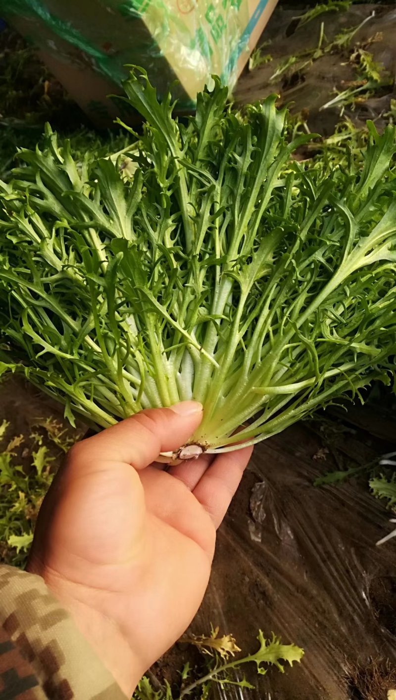 精品苦菊批发苦菊大量上市高端品质货量巨大日供万斤以上